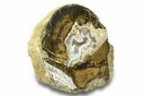 Petrified Wood Limb Round with Chalcedony - Indonesia #271374-2